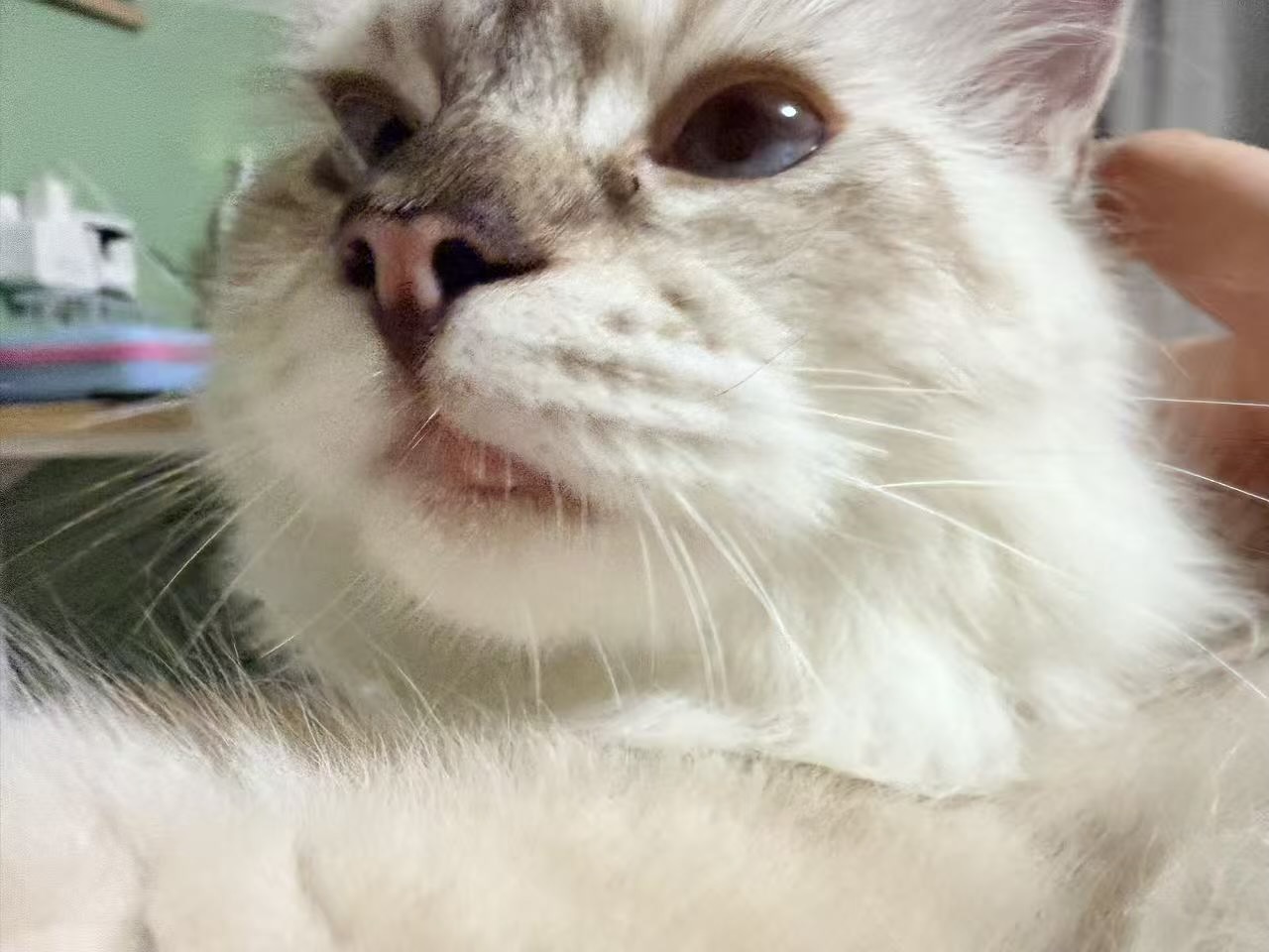 宠友笔记配图